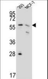 PGD Antibody western blot of 293,MCF-7 cell line lysates (35 ug/lane). The PGD antibody detected PGD protein (arrow).