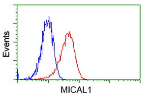 Flow cytometry of Jurkat cells, using anti-MICAL1 antibody, (Red), compared to a nonspecific negative control antibody, (Blue).