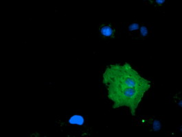 Anti-MICAL1 mouse monoclonal antibody immunofluorescent staining of COS7 cells transiently transfected by pCMV6-ENTRY MICAL1.