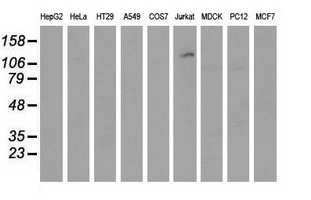 Western blot of extracts (35 ug) from 9 different cell lines by using anti-MICAL1 monoclonal antibody.