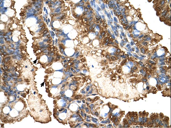 PGK1 antibody LS-C81163 was used in IHC to stain formalin-fixed, paraffin-embedded human intestine.