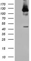 HEK293T cells were transfected with the pCMV6-ENTRY control (Left lane) or pCMV6-ENTRY MICAL1 (Right lane) cDNA for 48 hrs and lysed. Equivalent amounts of cell lysates (5 ug per lane) were separated by SDS-PAGE and immunoblotted with anti-MICAL1.