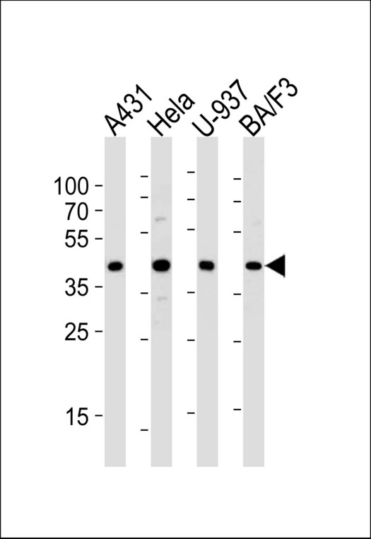 Western blot of lysates from A431, HeLa, U-937, BA/F3 cell line (from left to right), using PGK1 Antibody (S320). Antibody was diluted at 1:1000 at each lane. A goat anti-rabbit IgG H&L (HRP) at 1:5000 dilution was used as the secondary antibody. Lysate at 35ug per lane.