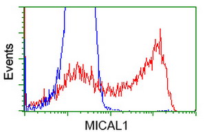 HEK293T cells transfected with either overexpress plasmid (Red) or empty vector control plasmid (Blue) were immunostained by anti-MICAL1 antibody, and then analyzed by flow cytometry.
