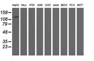 Western blot of extracts (35 ug) from 9 different cell lines by using anti-MICAL1 monoclonal antibody.