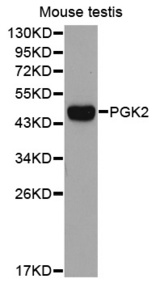 Western blot analysis of extracts of Mouse testis, using PGK2 antibody.