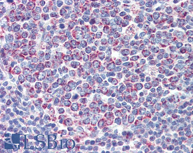Anti-PGLS antibody IHC of human tonsil. Immunohistochemistry of formalin-fixed, paraffin-embedded tissue after heat-induced antigen retrieval. Antibody LS-B4026 concentration 5 ug/ml.