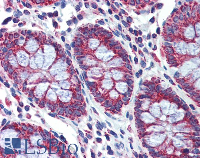 Anti-PGLS antibody IHC of human colon. Immunohistochemistry of formalin-fixed, paraffin-embedded tissue after heat-induced antigen retrieval. Antibody LS-B4026 concentration 5 ug/ml.