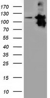 HEK293T cells were transfected with the pCMV6-ENTRY control (Left lane) or pCMV6-ENTRY MICAL1 (Right lane) cDNA for 48 hrs and lysed. Equivalent amounts of cell lysates (5 ug per lane) were separated by SDS-PAGE and immunoblotted with anti-MICAL1.