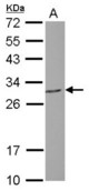 Sample (30 ug of whole cell lysate) A: SK-N-SH 12% SDS PAGE PGLS antibody diluted at 1:5000