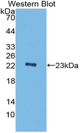 Western blot of recombinant PGLYRP1 / PGRP.