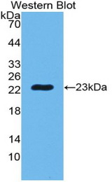 Western blot of recombinant PGLYRP1 / PGRP.