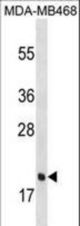 PGLYRP1 Antibody western blot of MDA-MB468 cell line lysates (35 ug/lane). The PGLYRP1 antibody detected the PGLYRP1 protein (arrow).
