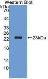 Western blot of recombinant PGLYRP1 / PGRP.