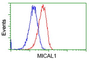 Flow cytometry of HeLa cells, using anti-MICAL1 antibody, (Red), compared to a nonspecific negative control antibody, (Blue).