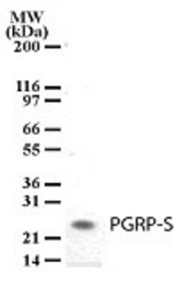 Western blot of PGRP-S in tissue lysates from mouse spleen using antibody at a dilution of 2 ug/ml.