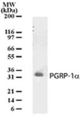 Western blot of PGRP-1a in cell lysates from human brain using antibody at a dilution of 1:500.