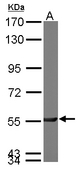 Sample (50 ug of whole cell lysate). A: mouse brain. 7.5% SDS PAGE. PGM3 antibody diluted at 1:3000.