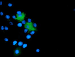 Anti-MICAL1 mouse monoclonal antibody immunofluorescent staining of COS7 cells transiently transfected by pCMV6-ENTRY MICAL1.