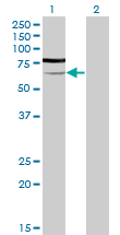 Western blot of PGM3 expression in transfected 293T cell line by PGM3 monoclonal antibody (M01), clone 1E2-1B12.