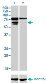 Western blot of PGM3 over-expressed 293 cell line, cotransfected with PGM3 Validated Chimera RNAi (Lane 2) or non-transfected control (Lane 1). Blot probed with PGM3 monoclonal antibody, clone 1E2-1B12. GAPDH ( 36.1 kD ) used as specific.