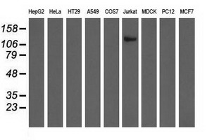 Western blot of extracts (35 ug) from 9 different cell lines by using anti-MICAL1 monoclonal antibody.