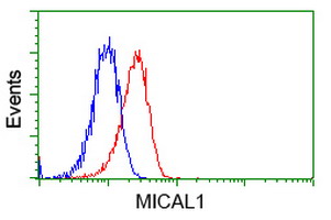 Flow cytometry of Jurkat cells, using anti-MICAL1 antibody, (Red), compared to a nonspecific negative control antibody, (Blue).