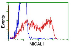 HEK293T cells transfected with either overexpress plasmid (Red) or empty vector control plasmid (Blue) were immunostained by anti-MICAL1 antibody, and then analyzed by flow cytometry.
