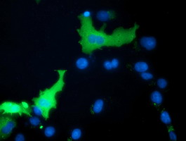 Anti-MICAL1 mouse monoclonal antibody immunofluorescent staining of COS7 cells transiently transfected by pCMV6-ENTRY MICAL1.