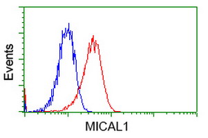 Flow cytometry of Jurkat cells, using anti-MICAL1 antibody, (Red), compared to a nonspecific negative control antibody, (Blue).