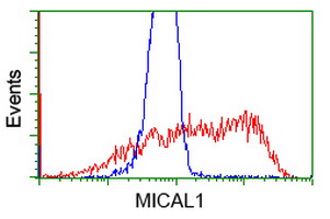 HEK293T cells transfected with either overexpress plasmid (Red) or empty vector control plasmid (Blue) were immunostained by anti-MICAL1 antibody, and then analyzed by flow cytometry.