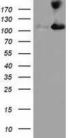HEK293T cells were transfected with the pCMV6-ENTRY control (Left lane) or pCMV6-ENTRY MICAL1 (Right lane) cDNA for 48 hrs and lysed. Equivalent amounts of cell lysates (5 ug per lane) were separated by SDS-PAGE and immunoblotted with anti-MICAL1.
