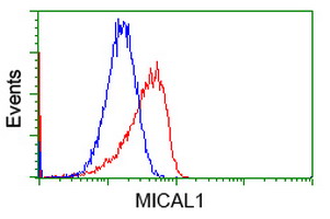 Flow cytometry of HeLa cells, using anti-MICAL1 antibody, (Red), compared to a nonspecific negative control antibody, (Blue).