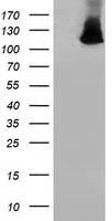 HEK293T cells were transfected with the pCMV6-ENTRY control (Left lane) or pCMV6-ENTRY MICAL1 (Right lane) cDNA for 48 hrs and lysed. Equivalent amounts of cell lysates (5 ug per lane) were separated by SDS-PAGE and immunoblotted with anti-MICAL1.