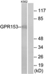 Western blot of extracts from K562 cells, using GPR153 Antibody. The lane on the right is treated with the synthesized peptide.
