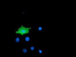 Anti-MICAL1 mouse monoclonal antibody immunofluorescent staining of COS7 cells transiently transfected by pCMV6-ENTRY MICAL1.