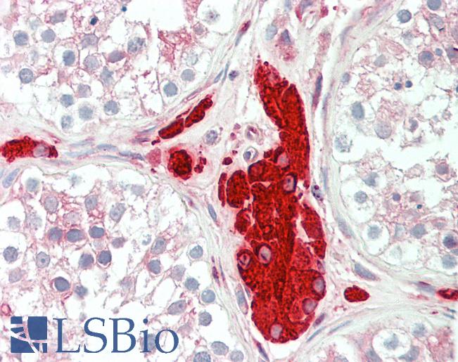 Anti-PGRMC1 / MPR antibody IHC staining of human testis. Immunohistochemistry of formalin-fixed, paraffin-embedded tissue after heat-induced antigen retrieval. Antibody LS-B11148 concentration 5 ug/ml.