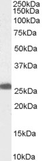 Antibody (0.1 ug/ml) staining of Human Liver lysate (35 ug protein in RIPA buffer). Primary incubation was 1 hour. Detected by chemiluminescence.