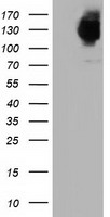 HEK293T cells were transfected with the pCMV6-ENTRY control (Left lane) or pCMV6-ENTRY MICAL1 (Right lane) cDNA for 48 hrs and lysed. Equivalent amounts of cell lysates (5 ug per lane) were separated by SDS-PAGE and immunoblotted with anti-MICAL1.