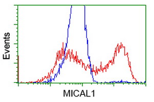 HEK293T cells transfected with either overexpress plasmid (Red) or empty vector control plasmid (Blue) were immunostained by anti-MICAL1 antibody, and then analyzed by flow cytometry.