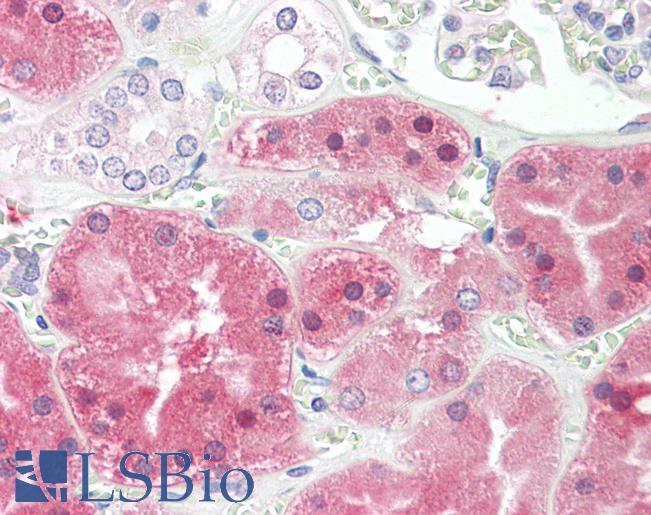 Anti-PH / PAH antibody IHC staining of human kidney. Immunohistochemistry of formalin-fixed, paraffin-embedded tissue after heat-induced antigen retrieval.