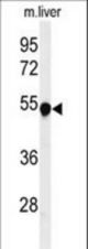 Western blot of PAH Antibody in mouse liver tissue lysates (35 ug/lane). PAH (arrow) was detected using the purified antibody.