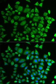 Immunofluorescence analysis of HeLa cell using P4HTM antibody. Blue: DAPI for nuclear staining.