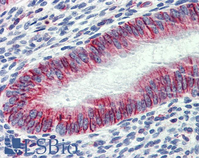 Anti-PHACTR1 antibody IHC of human uterus. Immunohistochemistry of formalin-fixed, paraffin-embedded tissue after heat-induced antigen retrieval. Antibody LS-B4000 concentration 5 ug/ml.