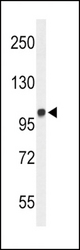 Western blot of MICAL2 Antibody in WiDr cell line lysates (35 ug/lane). MICAL2 (arrow) was detected using the purified antibody.