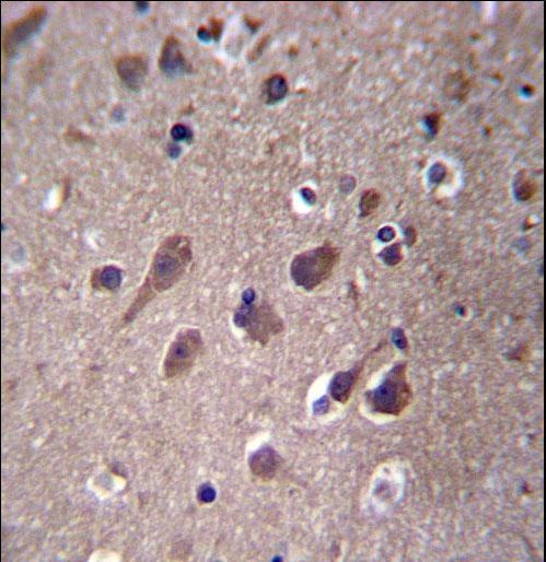PHACTR3 Antibody immunohistochemistry of formalin-fixed and paraffin-embedded human brain tissue followed by peroxidase-conjugated secondary antibody and DAB staining.