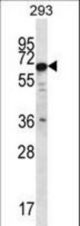 PHACTR3 Antibody western blot of 293 cell line lysates (35 ug/lane). The PHACTR3 antibody detected the PHACTR3 protein (arrow).