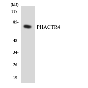 Western blot of the lysates from HeLa cells using PHACTR4 antibody.