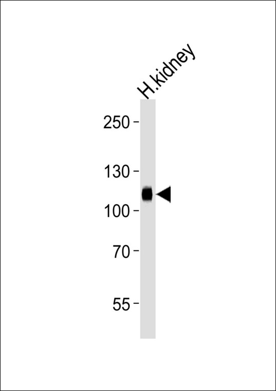 Western blot of lysate from human kidney tissue lysate, using PHAR4 Antibody. Antibody was diluted at 1:1000 at each lane. A goat anti-rabbit IgG H&L (HRP) at 1:5000 dilution was used as the secondary antibody. Lysate at 35ug per lane.