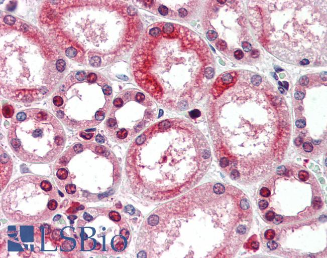 Anti-ANP32A antibody IHC of human kidney. Immunohistochemistry of formalin-fixed, paraffin-embedded tissue after heat-induced antigen retrieval. Antibody LS-B3194 concentration 5 ug/ml.